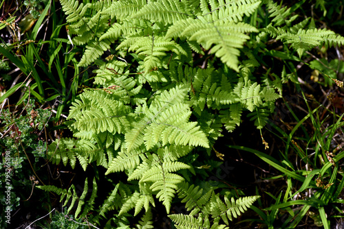 The Ruprechtsfarn  Gymnocarpium robertianum  is a species of fern that is widespread in Central Europe  especially in the limestone areas of the Alps   Currania Robertiana