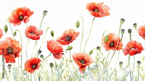 Red poppy watercolor illustration  perfect for floral patterns and nature-inspired decor.