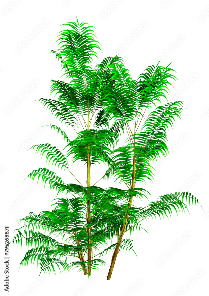 Naklejka premium 3D Rendering Bamboo Palm Trees on White
