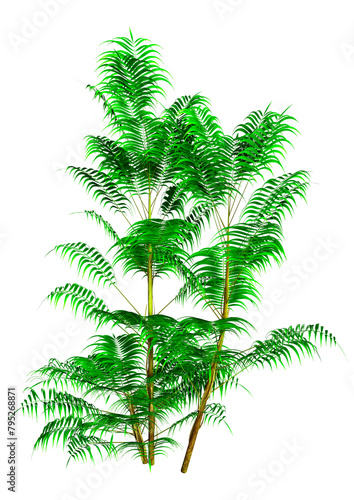 3D Rendering Bamboo Palm Trees on White