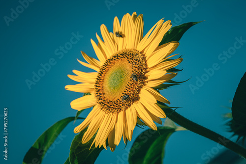 Sunflower on dark background. Shallow depth of field. Toned. © Radoslaw Maciejewski