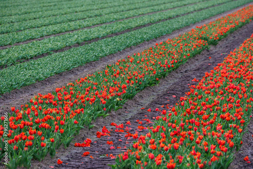 Tulip fields with red and yellow flowering tulips on a tulip bulb farm in North Holland in the Netherlands in spring