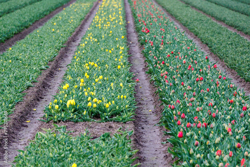 Tulip fields with red and yellow flowering tulips on a tulip bulb farm in North Holland in the Netherlands in spring photo