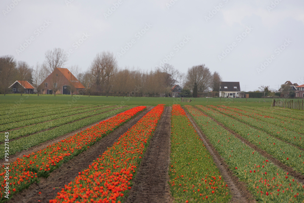 Tulip fields with red and yellow flowering tulips on a tulip bulb farm in North Holland in the Netherlands in spring