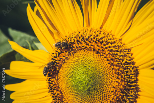 Sunflower on dark background. Shallow depth of field. Toned. © Radoslaw Maciejewski