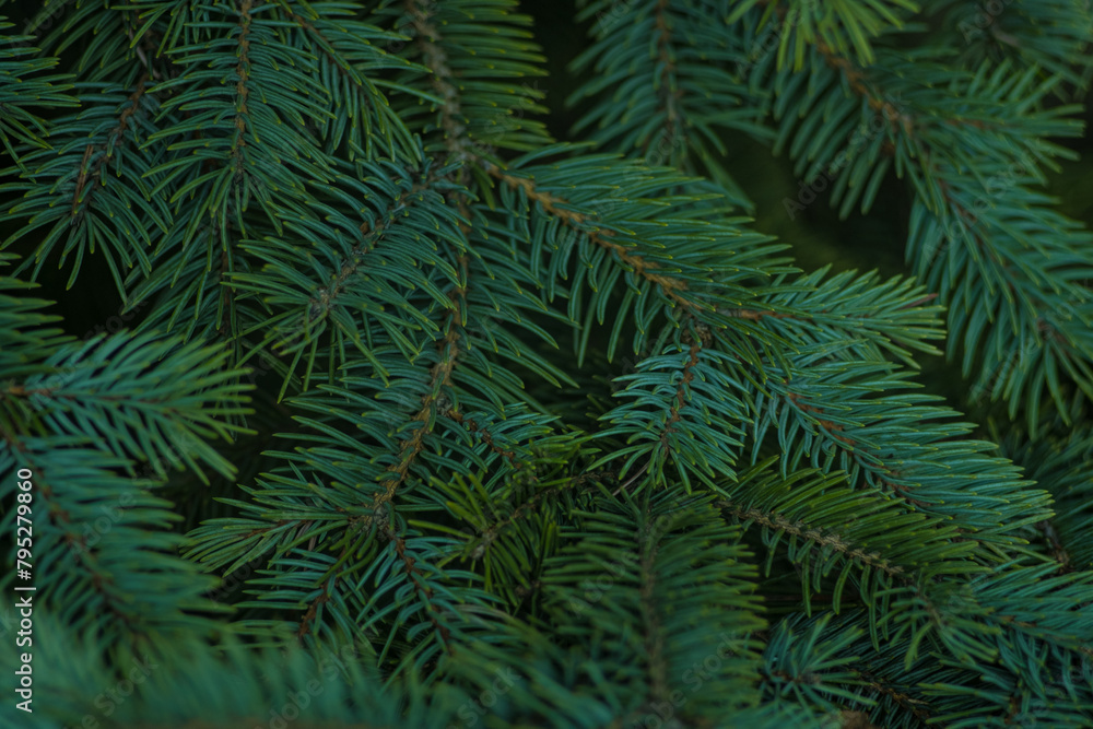 Fir branches, fir branches in the forest. Beautiful spruce branch with needles. Natural green tree background.
