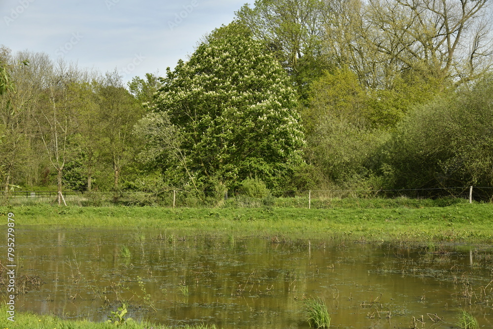 Marres et étangs à la végétation sauvage dans la zone des marrais au Vrijbroekpark à Malines Marres et étangs à la végétation sauvage dans la zone des marrais au Vrijbroekpark à Malines