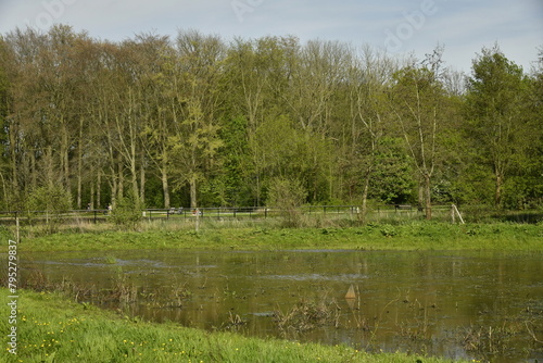 Marres et étangs à la végétation sauvage dans la zone des marrais au Vrijbroekpark à Malines photo