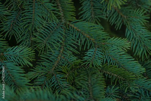 Fir branches  fir branches in the forest. Beautiful spruce branch with needles. Natural green tree background.