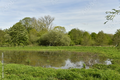 Marres et étangs à la végétation sauvage dans la zone des marrais au Vrijbroekpark à Malines photo