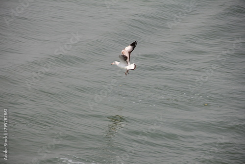 seagull on the sea