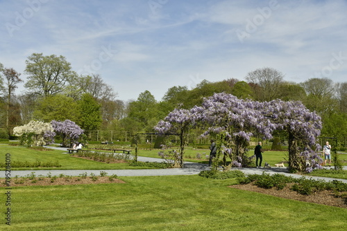 Bilde på lerret Arbres aux fleurs violettes au dessus du chemin transversal à la roseraie de Vri