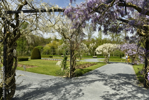 Allée garnie des fleurs de glycines blanches et mauves à la roseraie du Vrijbroekpark à Malines  photo