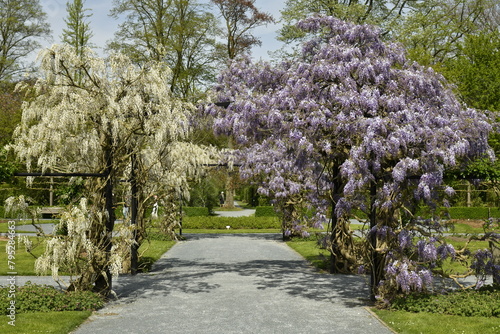 Allée garnie des fleurs de glycines blanches et mauves à la roseraie du Vrijbroekpark à Malines  photo