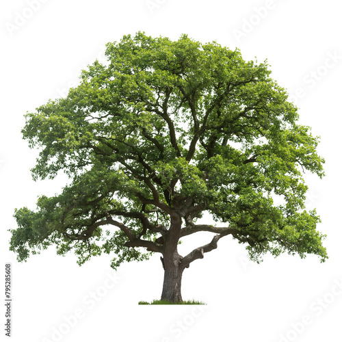 Isolated tree with leaves  oak tree. PNG file with transparent background.  AI