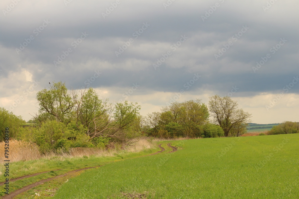 A grassy field with trees and a cloudy sky A grassy field with trees and a cloudy sky