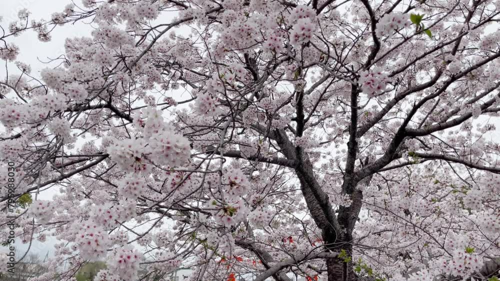 Beautiful cherry blossoms that bloom from February to April every year in Japan. On the tree swaying with the wind Beautiful cherry blossoms that bloom from February to April every year in Japan. On the tree swaying with the wind