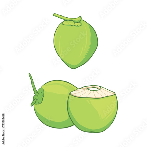 Vector illustration of whole and half green young coconut. 