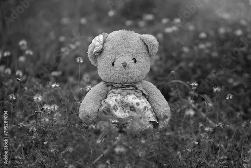 teddy bear on black background