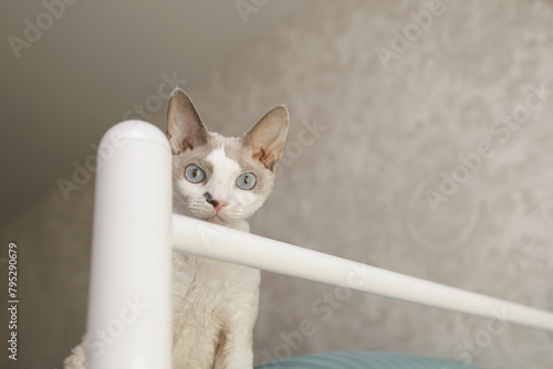 The white kitten climbs up and watches. A white cat of the Devon Rex breed.