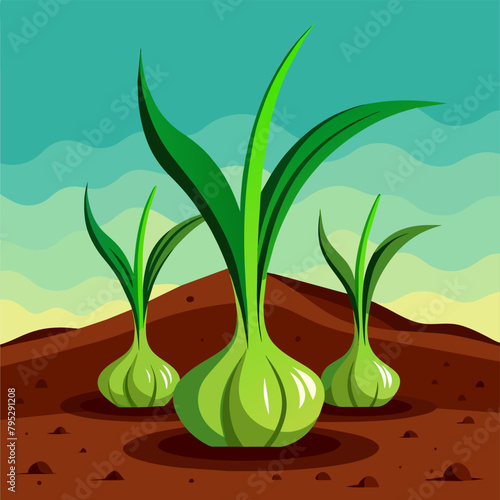 New life of garlic: Greens sprout in the soil (vector)
