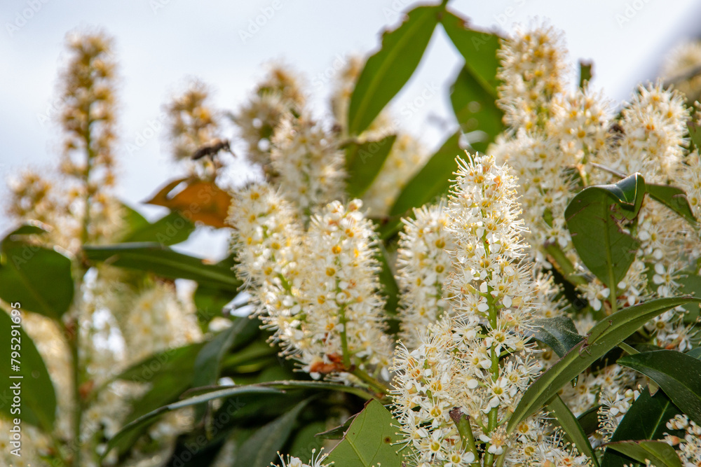 Cherry laurel blossoms in spring on the streets of Munich Cherry laurel blossoms in spring on the streets of Munich