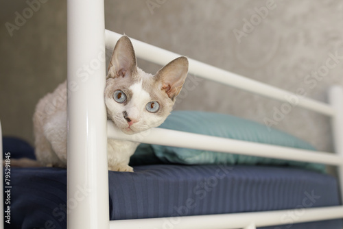 Kitten poked her head between the headboard of the bed. A white cat of the Devon Rex breed.