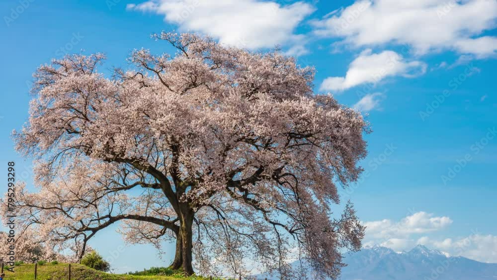 Timelapse of Wanitsuka no Sakura A large 330 year old cherry tree with a view of the mountains and Mount Fuji behind in Yamanashi, Japan. Timelapse of Wanitsuka no Sakura A large 330 year old cherry tree with a view of the mountains and Mount Fuji behind in Yamanashi, Japan.