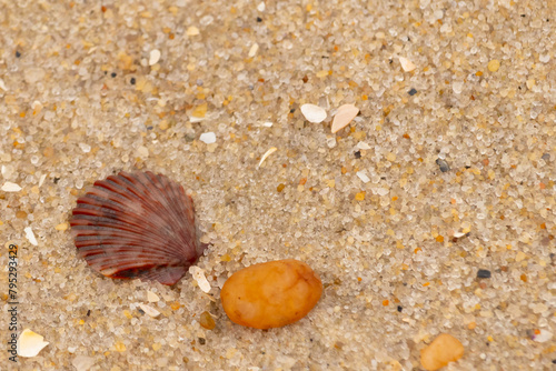 This is a beautiful image of a seashell sitting on the beach next to a tiny pebble with grains of sand all around. The scallop shell has a pretty fan look to it with ridges. The red colors stand out.