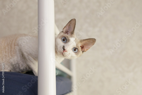 Jolly white kitty pokes her head between the headboard of the bed and stares into the camera. A white cat of the Devon Rex breed.