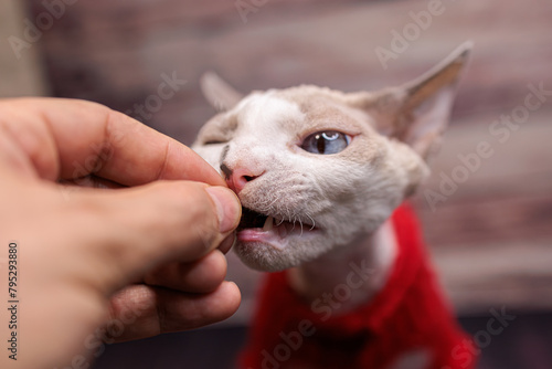 A close-up of a kitten's face as it munches into the food its owner gives it. The face of a kitten who bites the food.