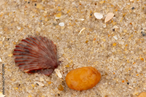 This is a beautiful image of a seashell sitting on the beach next to a tiny pebble with grains of sand all around. The scallop shell has a pretty fan look to it with ridges. The red colors stand out.