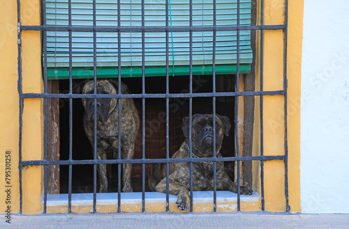 perros peligrosos guardianes de una casa seguridad detras de una ventana con rejas 4M0A8265-as24