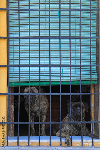 perros peligrosos guardianes de una casa seguridad detras de una ventana con rejas 4M0A8267-as24