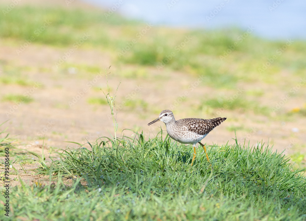 Wood sandpiper, Tringa glareola. A bird walks along the riverbank in search of prey Wood sandpiper, Tringa glareola. A bird walks along the riverbank in search of prey