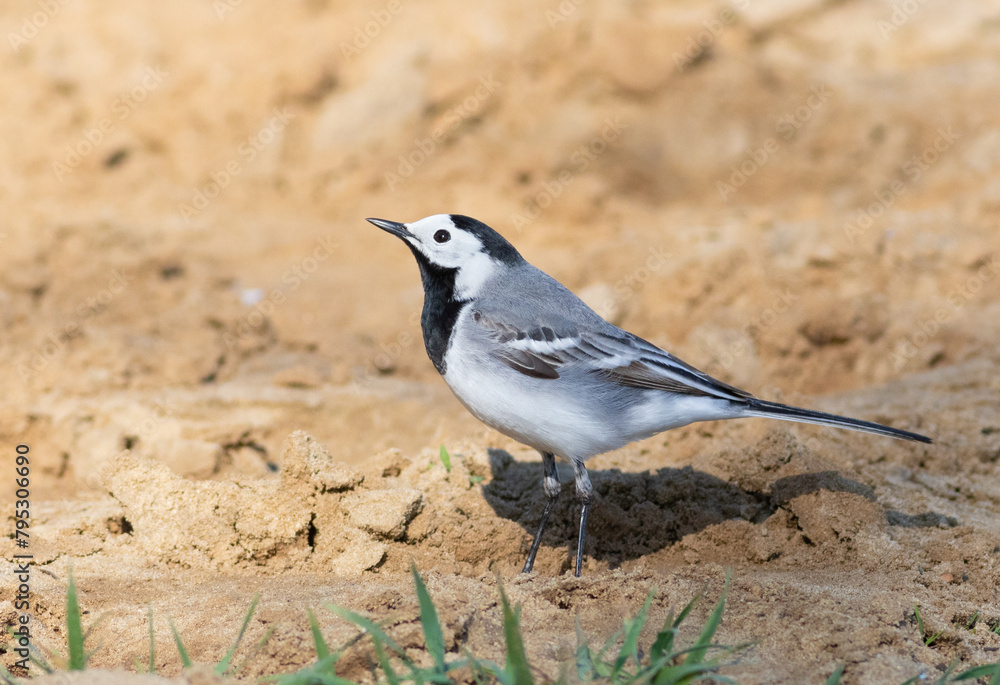 White wagtail, Motacilla alba. A bird walks the beach in search of prey White wagtail, Motacilla alba. A bird walks the beach in search of prey