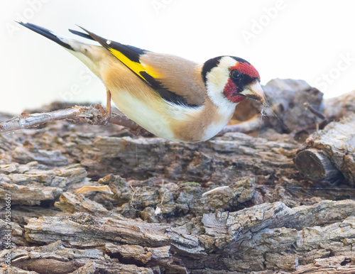 European goldfinch, Carduelis carduelis. A bird climbs the trunk of a tree looking for food