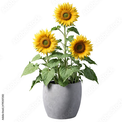 Helianthus large yellow sunflowers with dark centers in a large gray concrete planter Helianthus annuus photo