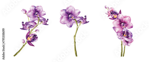 Orchids watercolor vector elements design