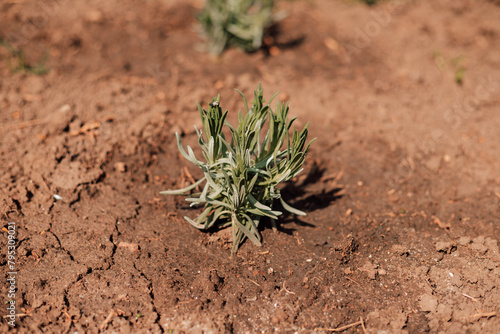 Field of young lavender. Small lavender bush in the ground