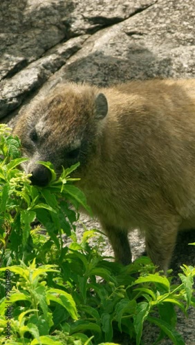 Rock hyrax eating tree leaves in Africa on vertical video. photo