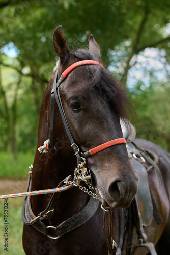 Caballo Negro con riendas y cuerdas