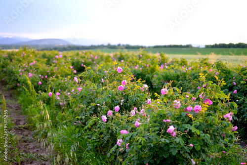 field of flowers of rose 