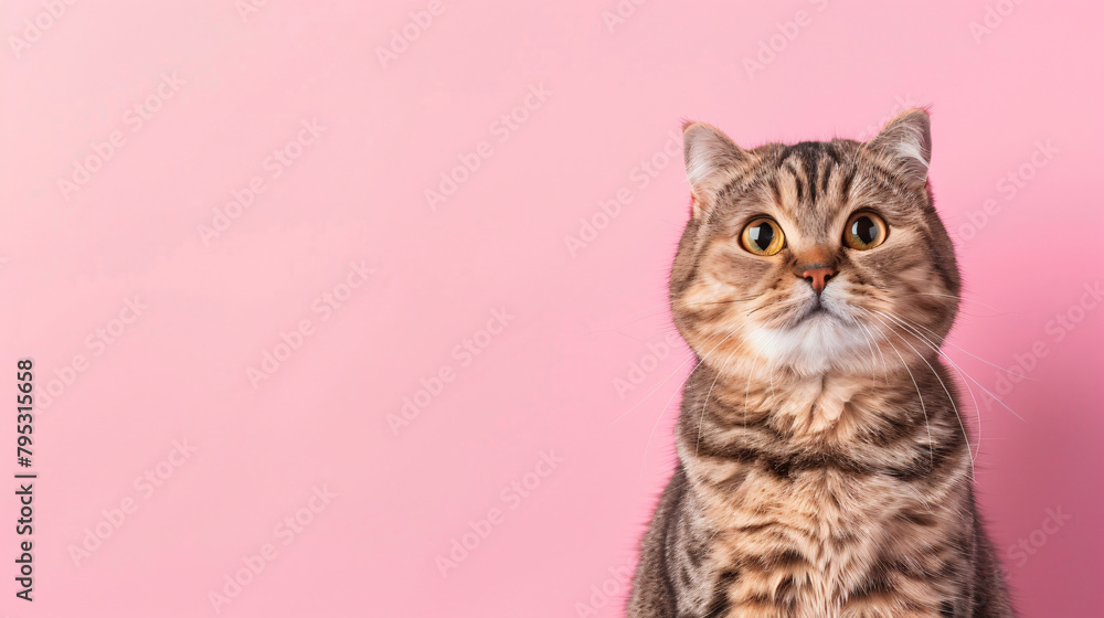 Cute Scottish Fold cat on pink background with space for text 