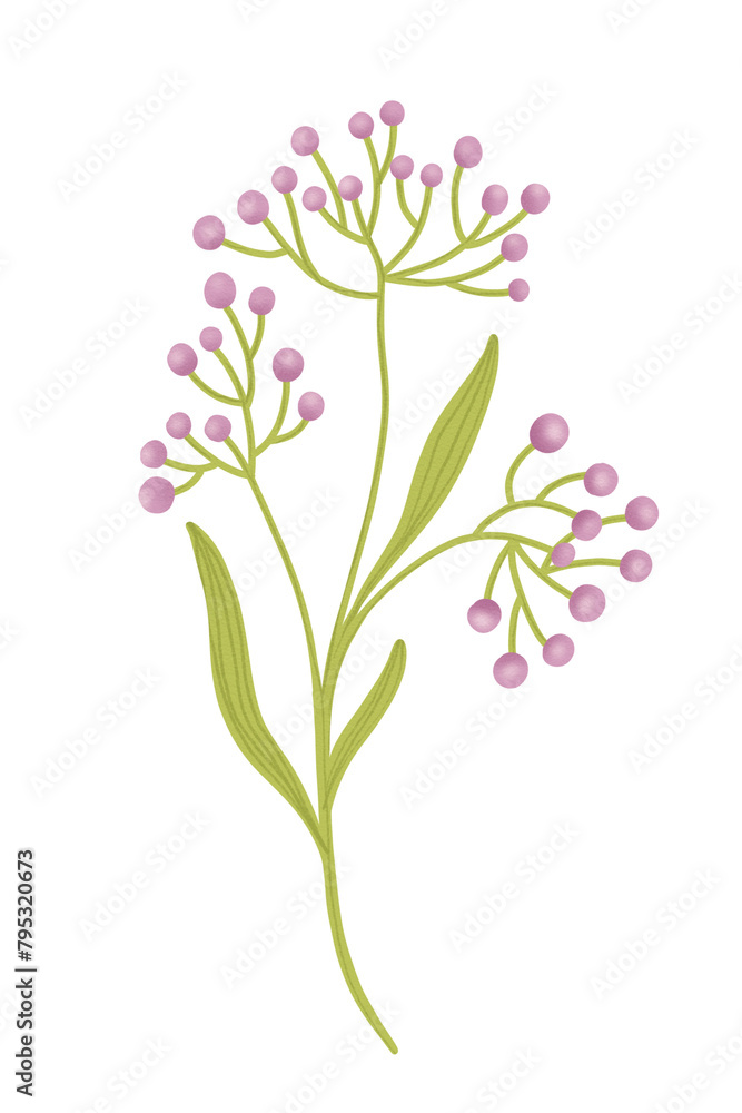 Wild purple flowers collection. Abstract flowering plants, blooming flowers, subshrubs isolated on white background. Hand drawn detailed botanical digital illustration by watercolor brushes.