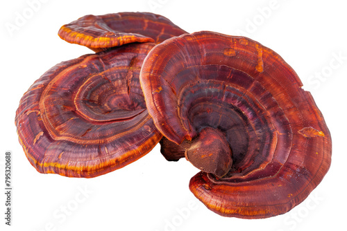 reishi mushroom isolated