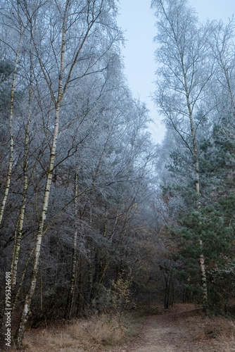 This image captures the serene mood of a wintry day, where a stand of birch trees with their distinctive white bark rises alongside evergreen pines. The forest is veiled in a fine mist that dusts the