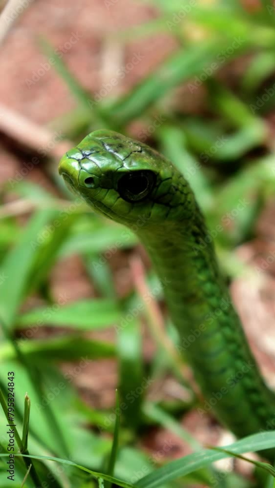 Closeup vertical video green African snake scanning its environment. Closeup vertical video green African snake scanning its environment.