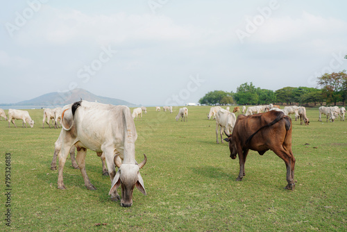 Black and white cows in a grassy field on a bright and sunny day. Cows grazing on a Field in Summertime.