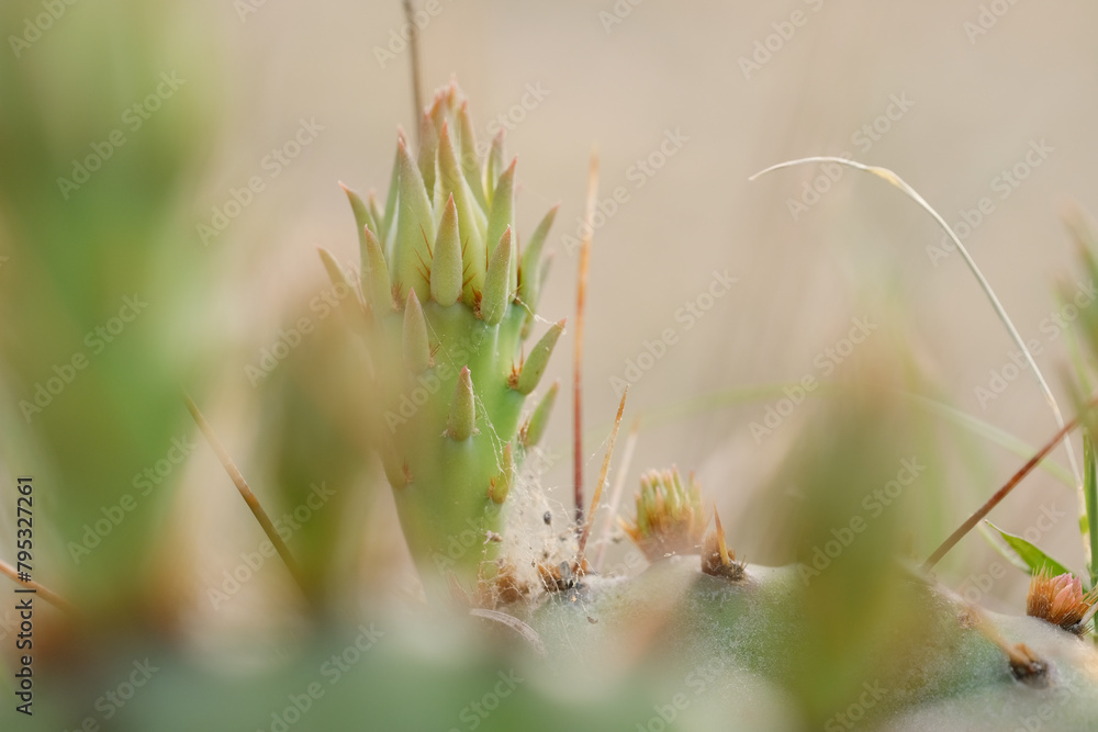 Prickly pear cactus bud on plant closeup with blurred foreground in Texas landscape. Prickly pear cactus bud on plant closeup with blurred foreground in Texas landscape.